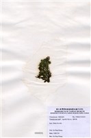 藏品(環節藻)的圖片